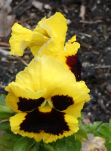 pansy