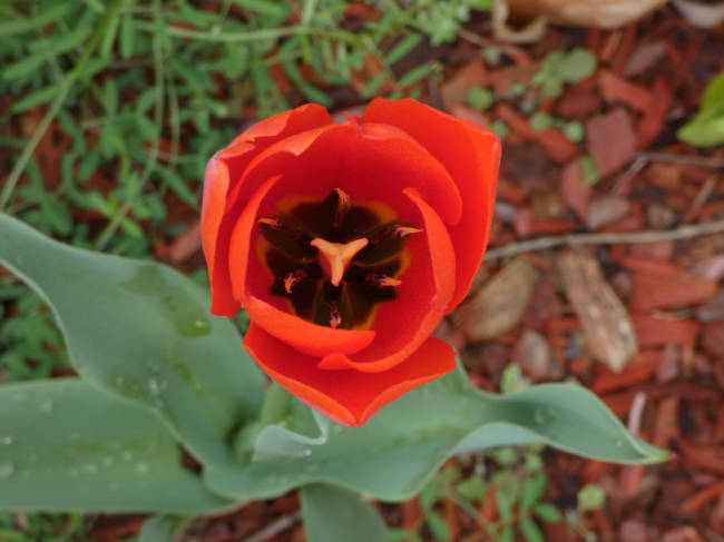 tulip