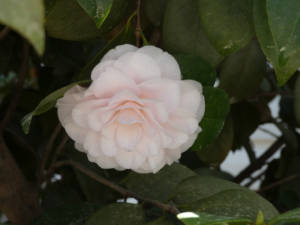 Camellia