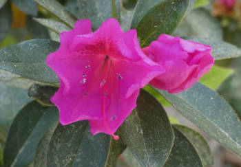 azalea3