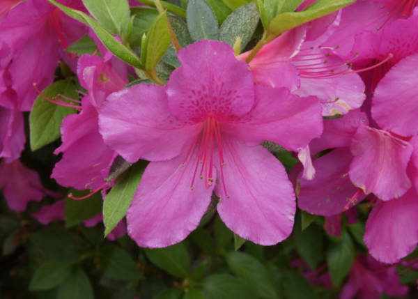 An azalea