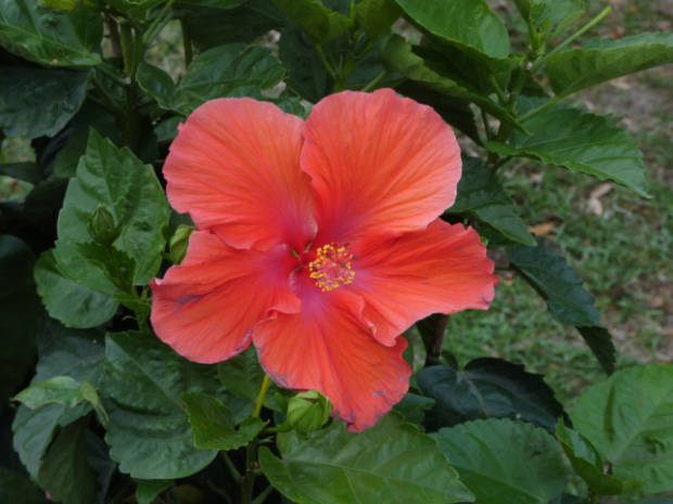 hibiscus4m