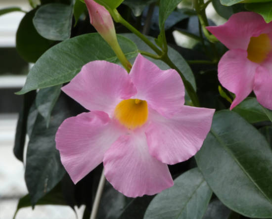 mandevilla7