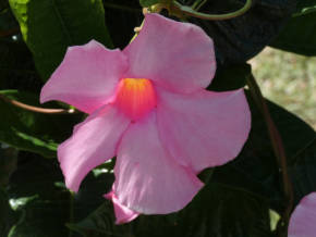 mandevilla7