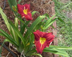 day lily2