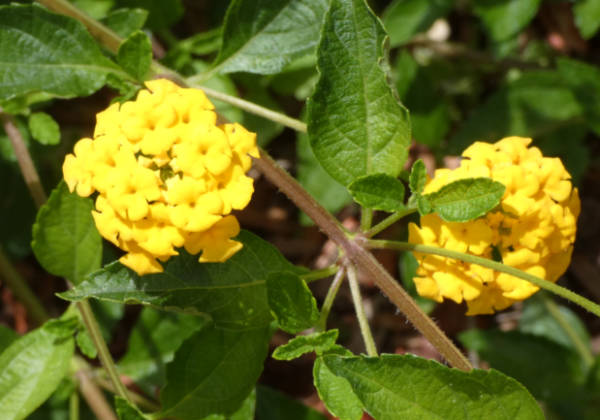 lantana m