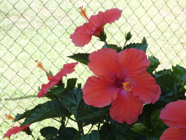 hibiscus m