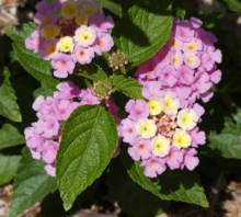 lantana 3
