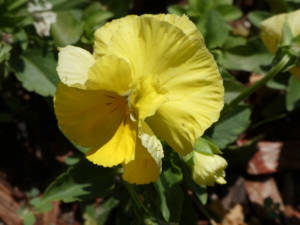 pansy 1