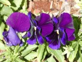 pansy 2