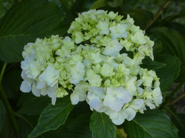 hydrangea