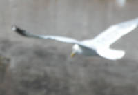 Sea gull