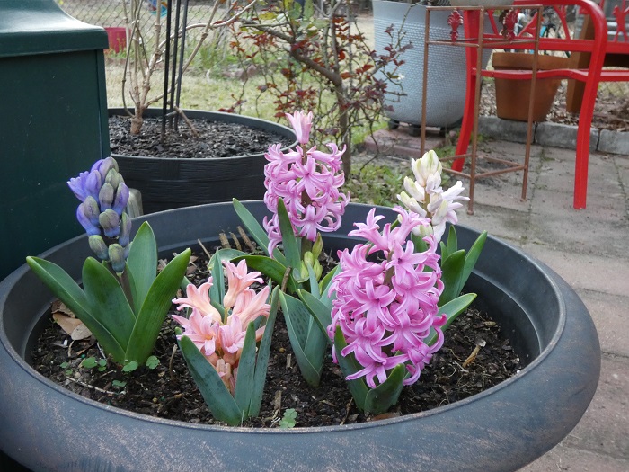 hyacinth mix