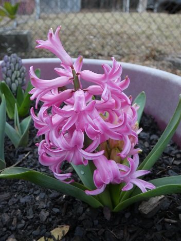 hyacinth5