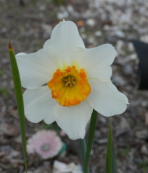 Daffodil