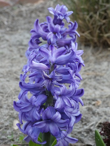 hyacinth6