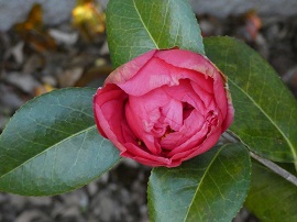camellia