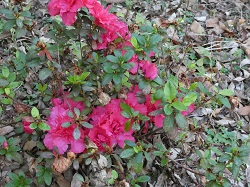 Azalea bush