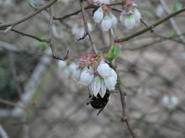 Bee on blueberry