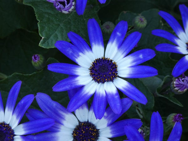 Senetti