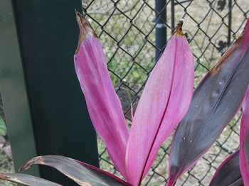 Broad leaf palm-lily plant