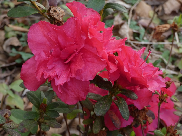 Azalea blooms