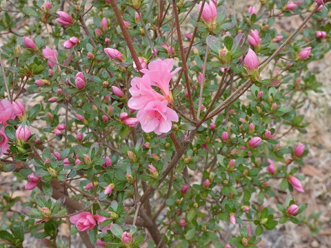  azalea