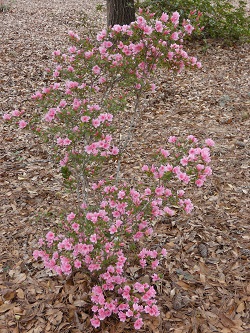 pink azalea bush