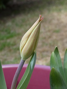 tulip bud