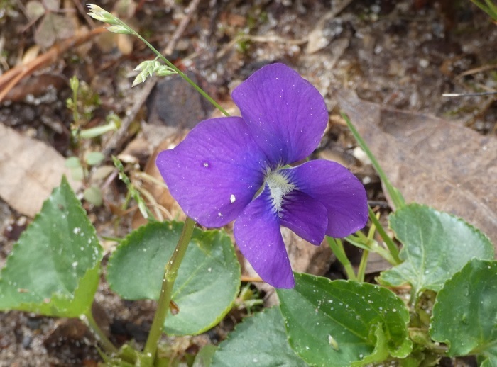 wild violets