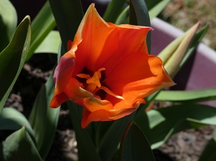 red tulip
