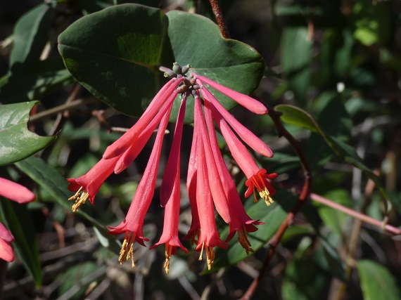 honeysuckle bloom
