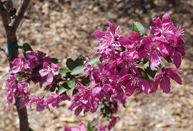 crab apple bloom