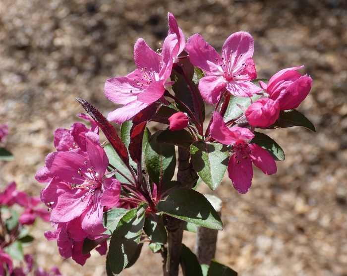 crab apple bloom 2