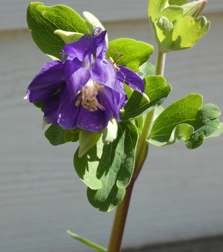 columbine