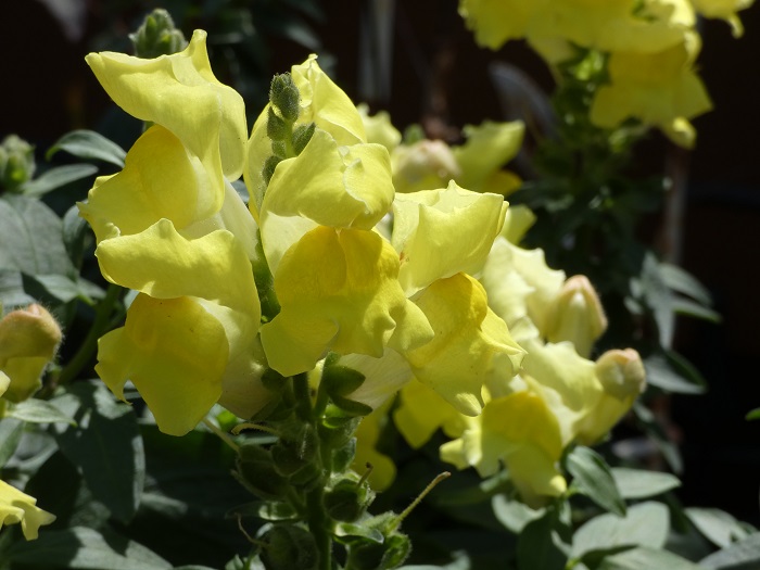 yellow snap dragon