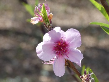 peach blossom