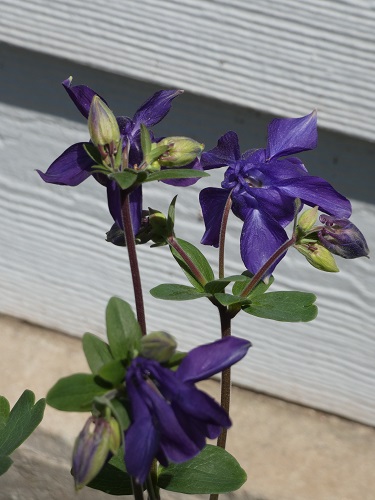 columbine1