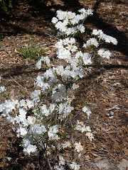 white azaleas