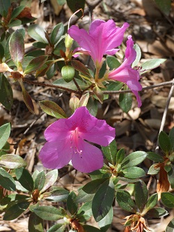 azaleas