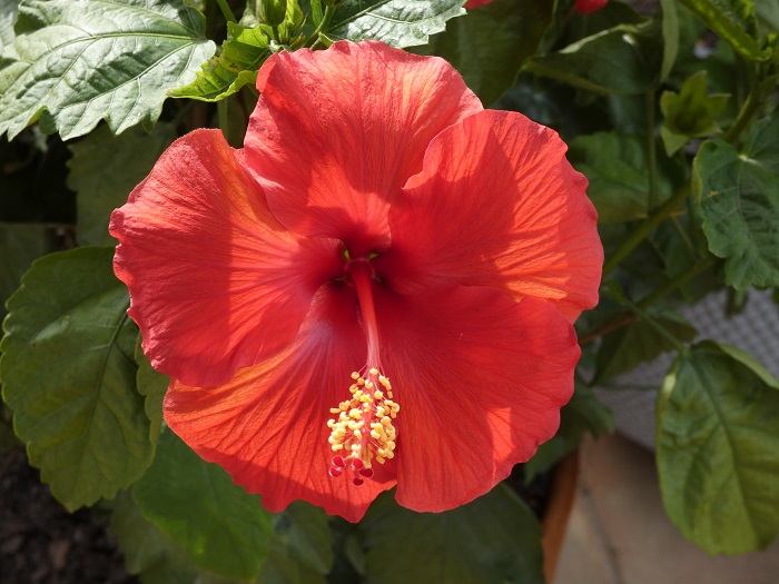 hibiscus