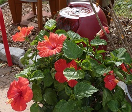 hibiscus small