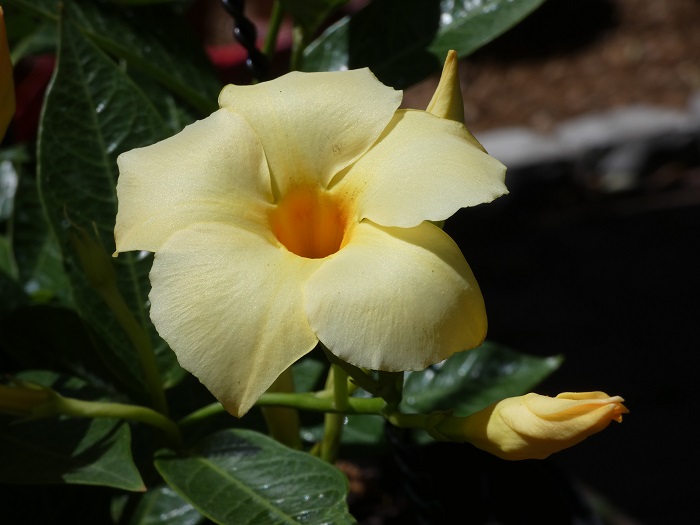 dipladenia