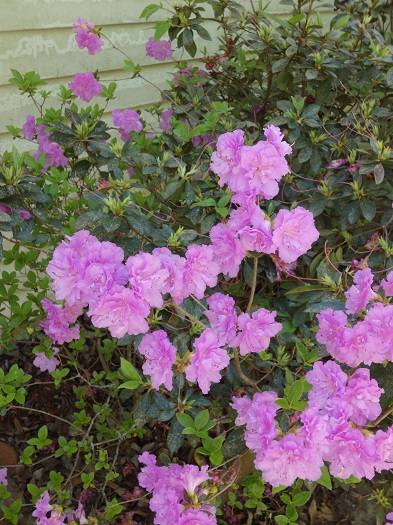 another azalea