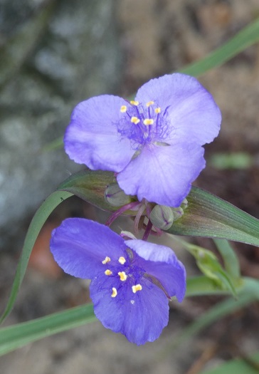 spiderwort