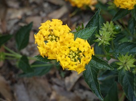 lantana3