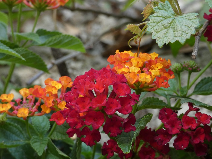 lantana