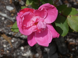 pink rose