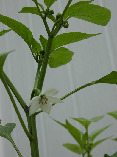 pepper blossom