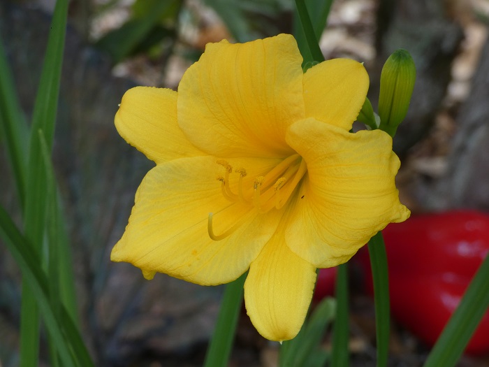 day lily